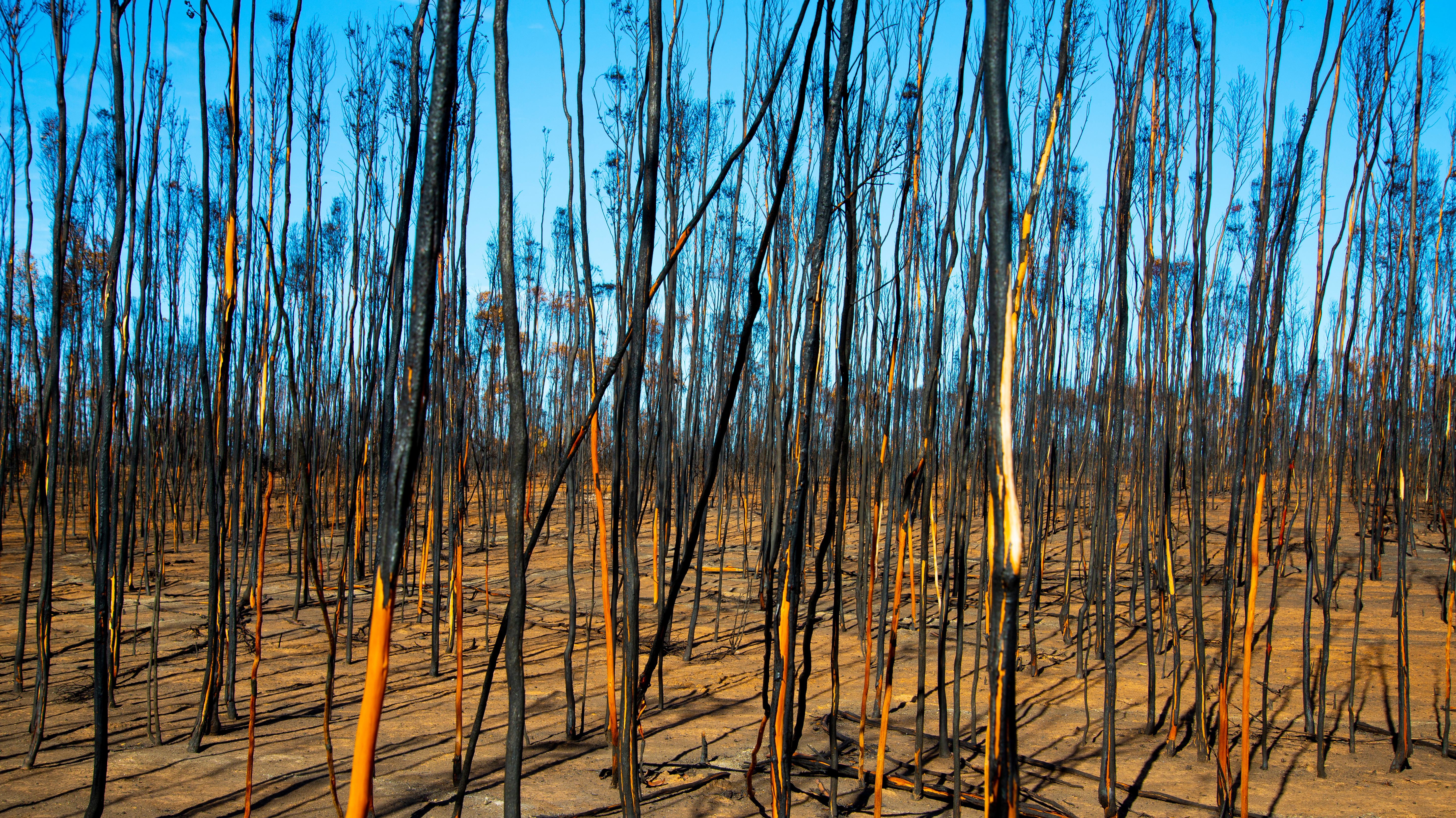 a bushfire effected region