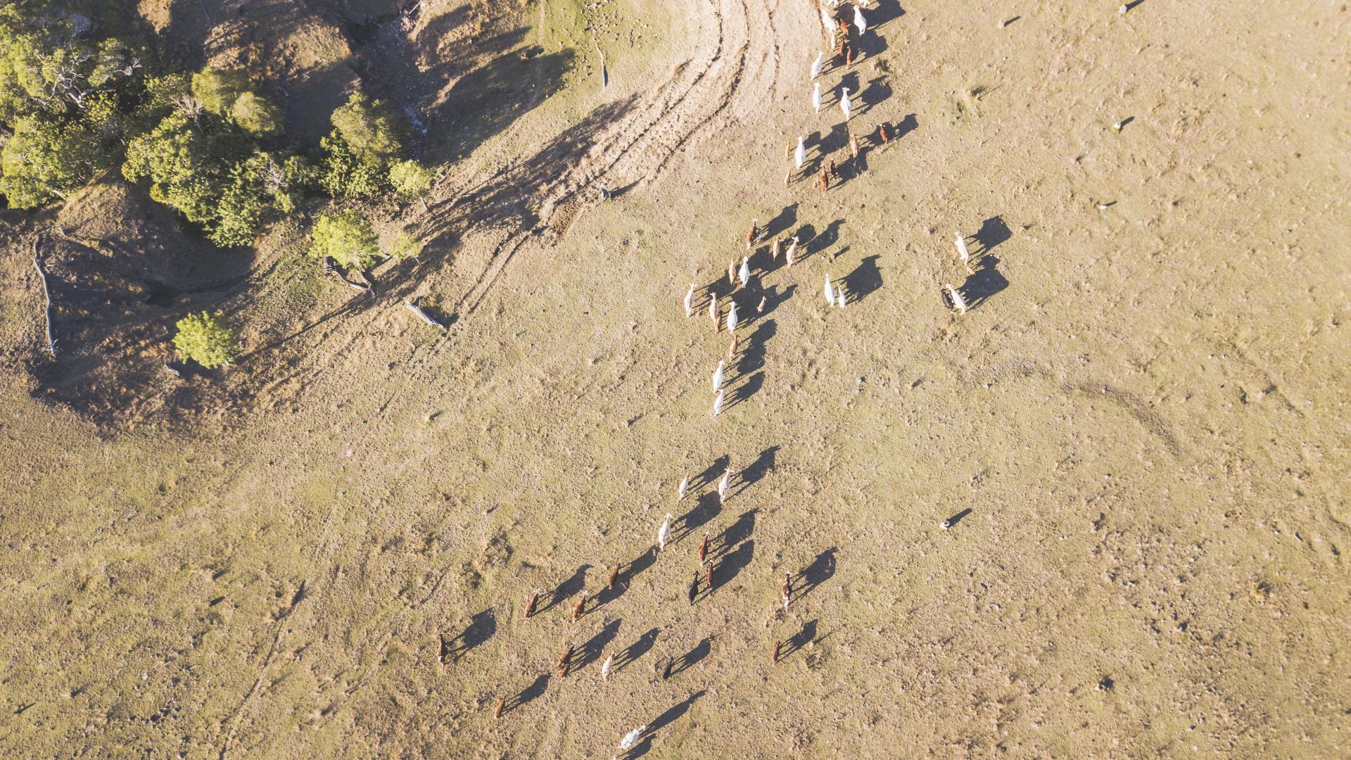 Birdseye view of cattle